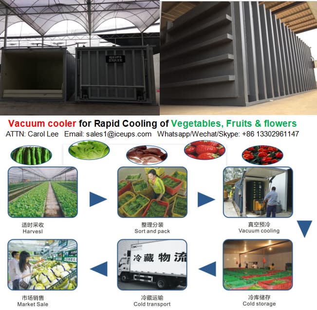 Fresh vegetable vacuum cooler widely use in Agriculture